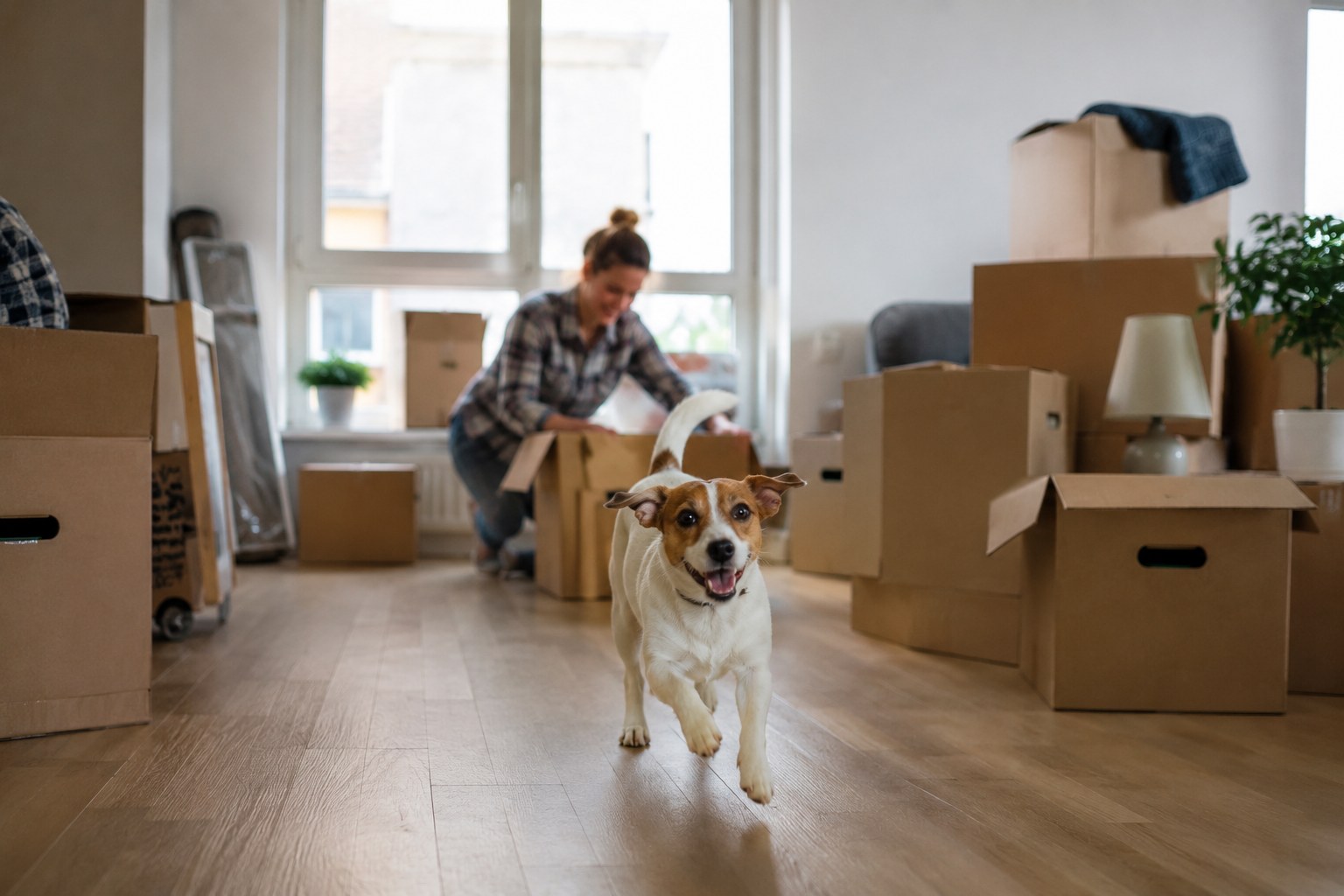 Rolig hund som ligger på et pledd i en delvis innpakket norsk leilighet